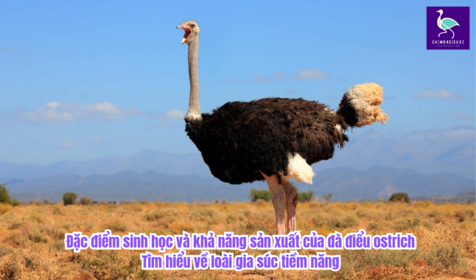 Đặc điểm sinh học và khả năng sản xuất của đà điểu ostrich: Tìm hiểu về loài gia súc tiềm năng